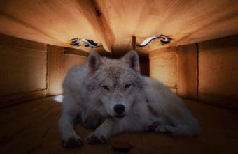 Wolf zähmen: Wie du den Wolfton von deinem Cello vertreibst