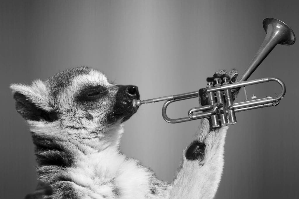 trompete-affe