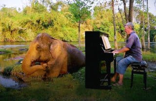 ElephantsWorld: Wie zauberhaft Elefanten auf Klaviermusik reagieren